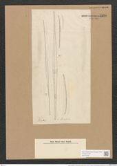 Nitzschia longissima var. sinensis (Breb.) Ralfs (de-Toni-Nr.: Genus 47, Species 2146) Zeichnungen Sammlung Grunow Nr. 4320 (NHMW-BOT-W0372349)